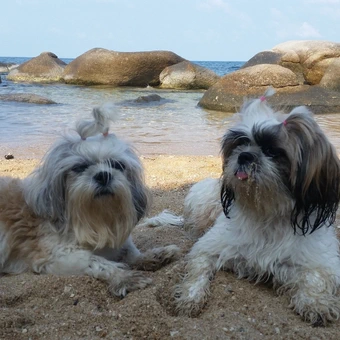 Impressions of Independence Yacht, Koh Samui, Thailand