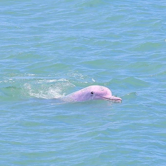 Impressions of Independence Yacht, Koh Samui, Thailand
