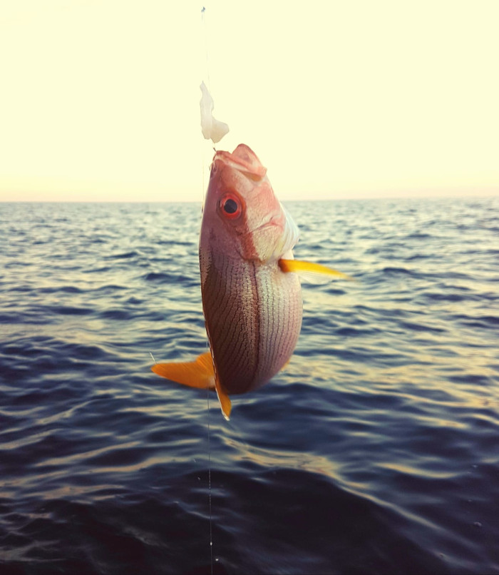 Nightfishing with Independence Yacht Charter, Koh Samui, Thailand